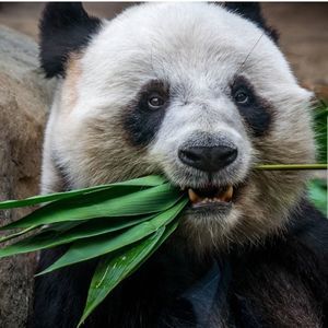 Meet your Posher, Panda